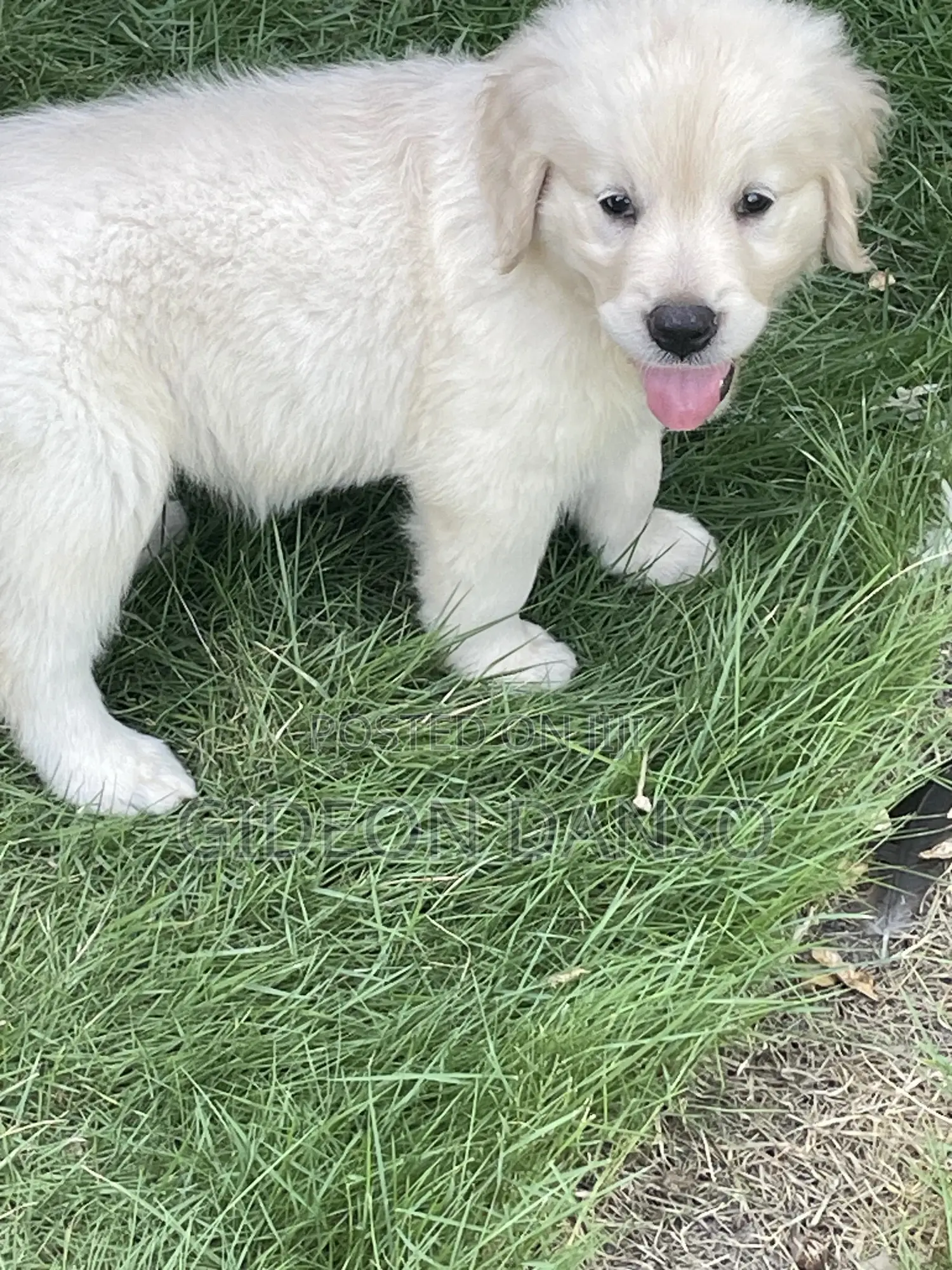 1-3 months Male Purebred Golden Retriever