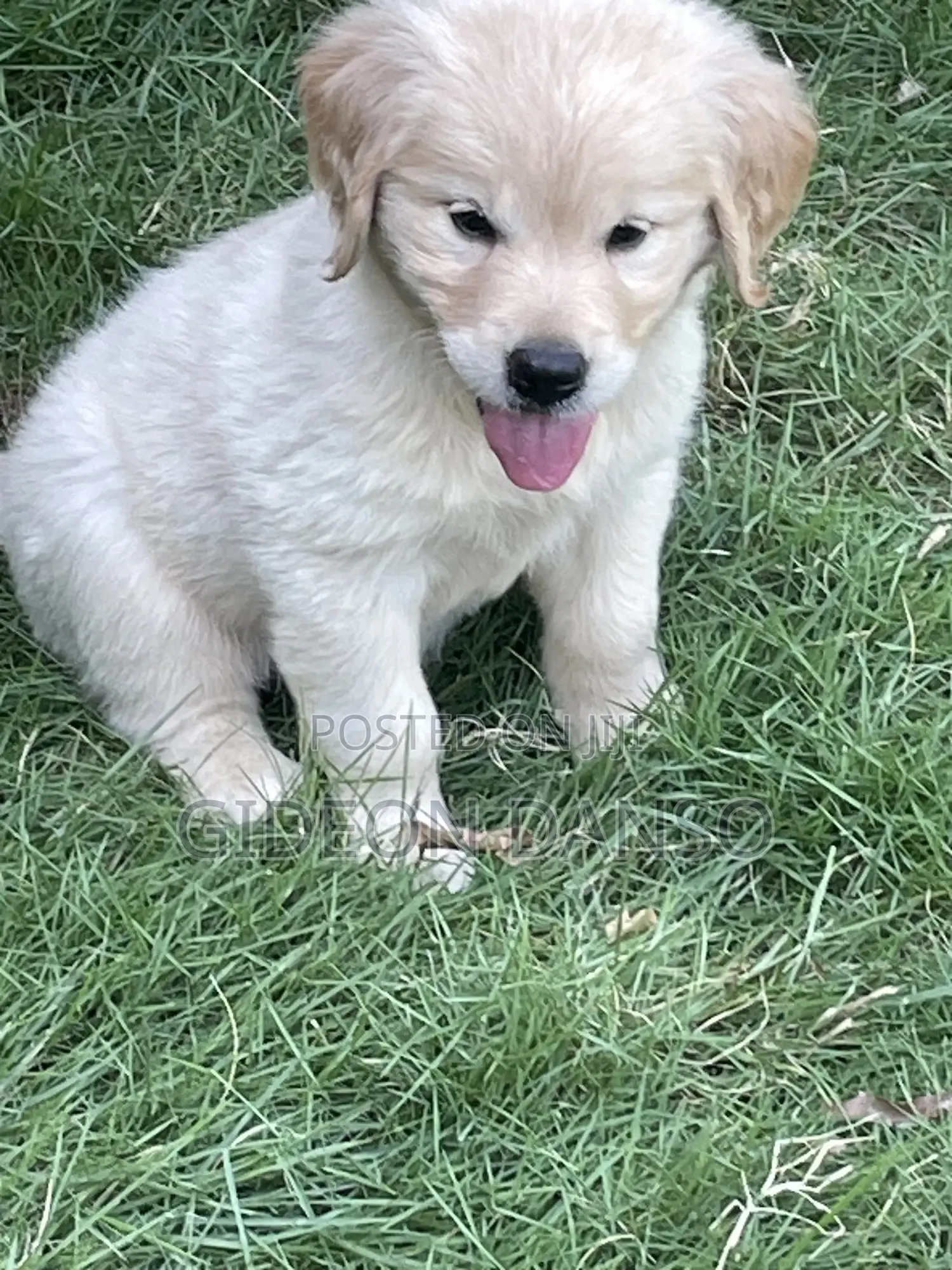 1-3 months Male Purebred Golden Retriever