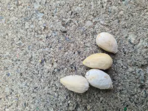 Neem Seeds