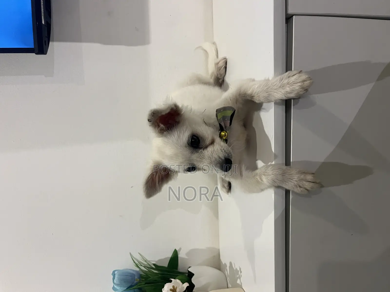 1-3 months Female Purebred Japanese Spitz