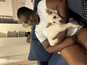 1-3 months Female Purebred Japanese Spitz