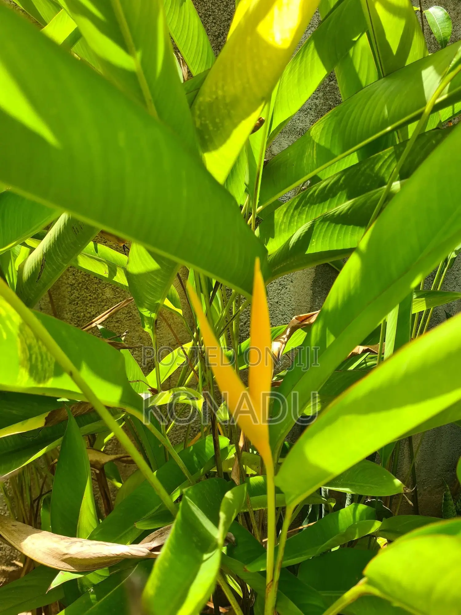 Yellow Heliconia Psittacorum/ Parrot's Beak or Parakeet Flower
