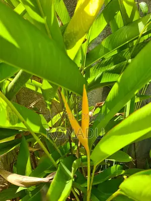 Yellow Heliconia Psittacorum/ Parrot's Beak or Parakeet Flower
