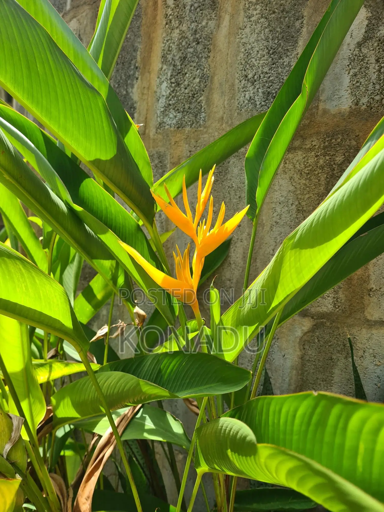 Yellow Heliconia Psittacorum/ Parrot's Beak or Parakeet Flower