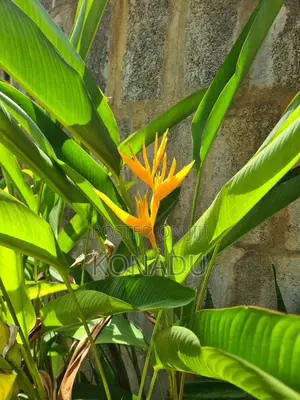 Yellow Heliconia Psittacorum/ Parrot's Beak or Parakeet Flower
