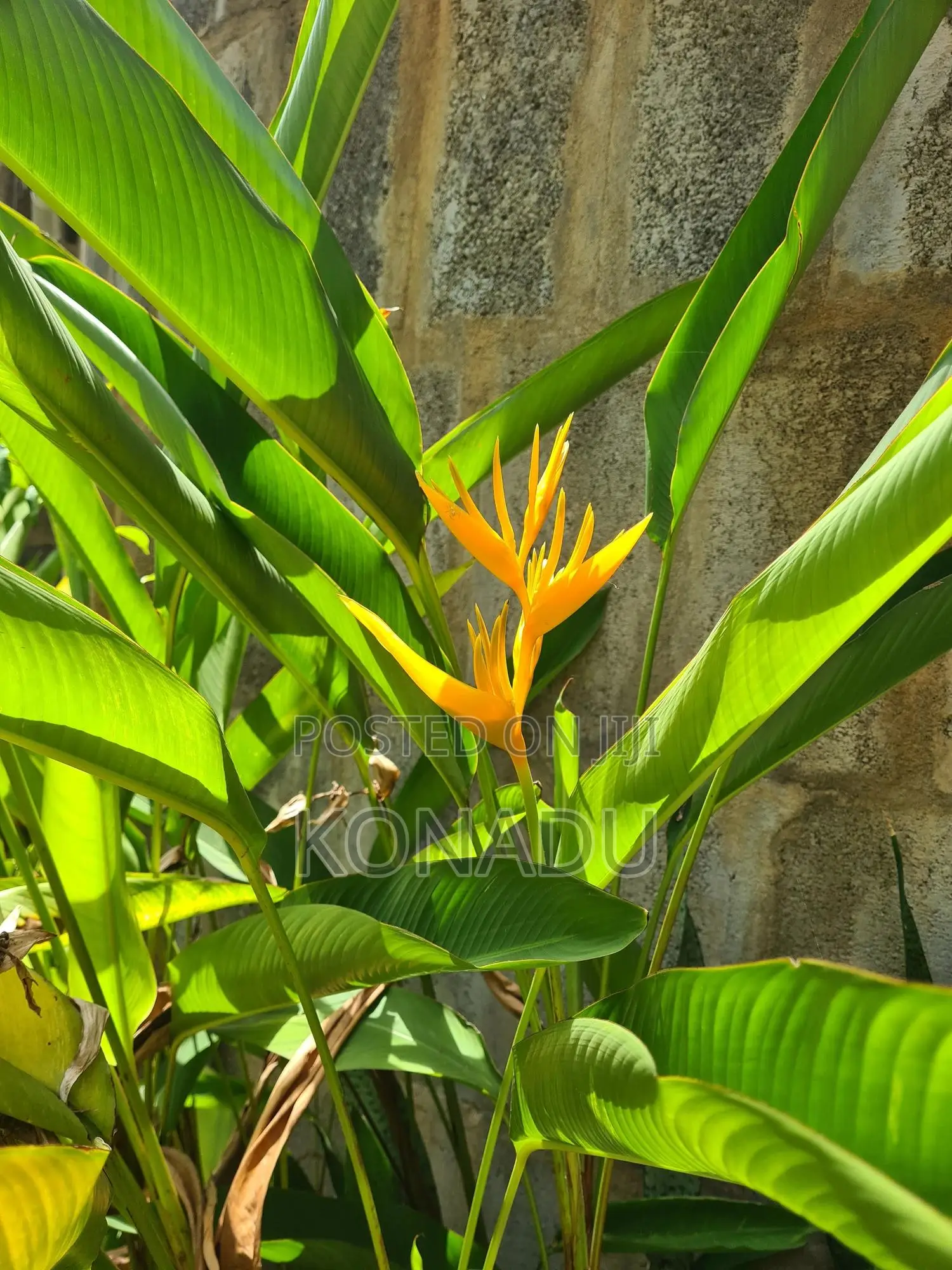 Yellow Heliconia Psittacorum/ Parrot's Beak or Parakeet Flower