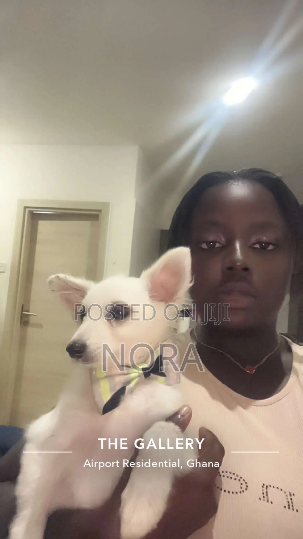 1-3 months Female Purebred Japanese Spitz