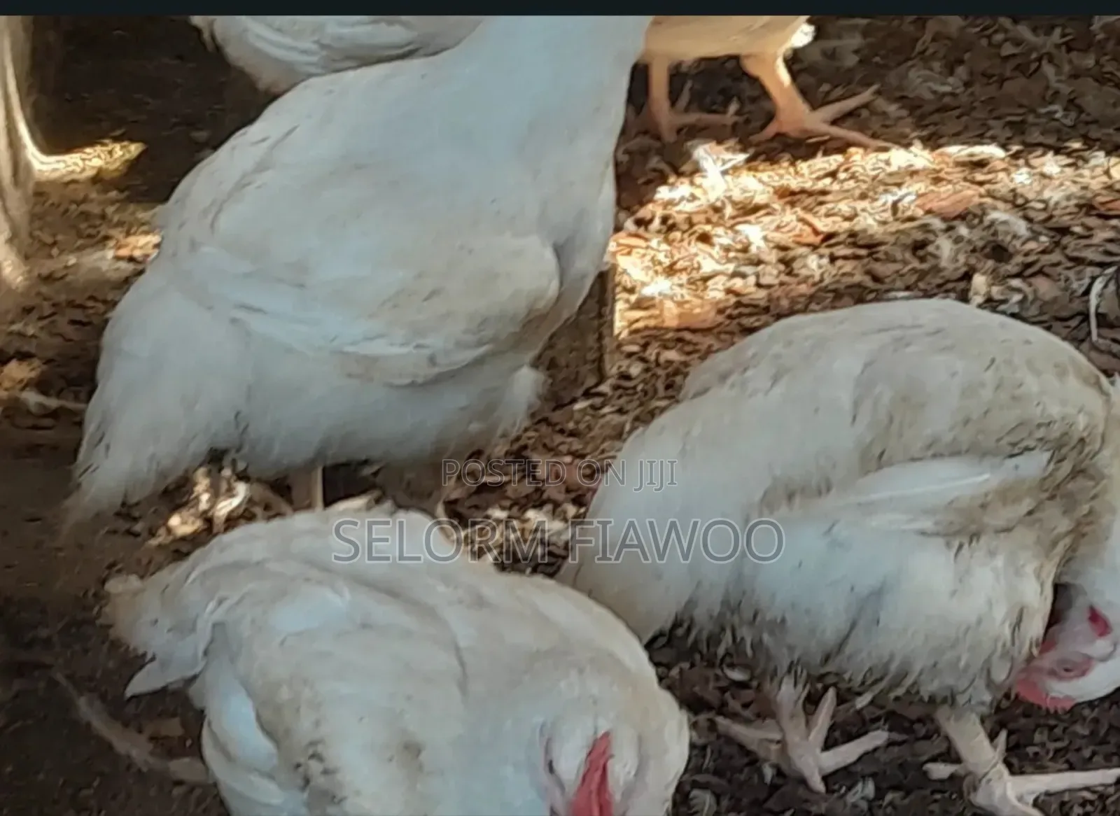 Broilers For Sale (Live And Dressed)