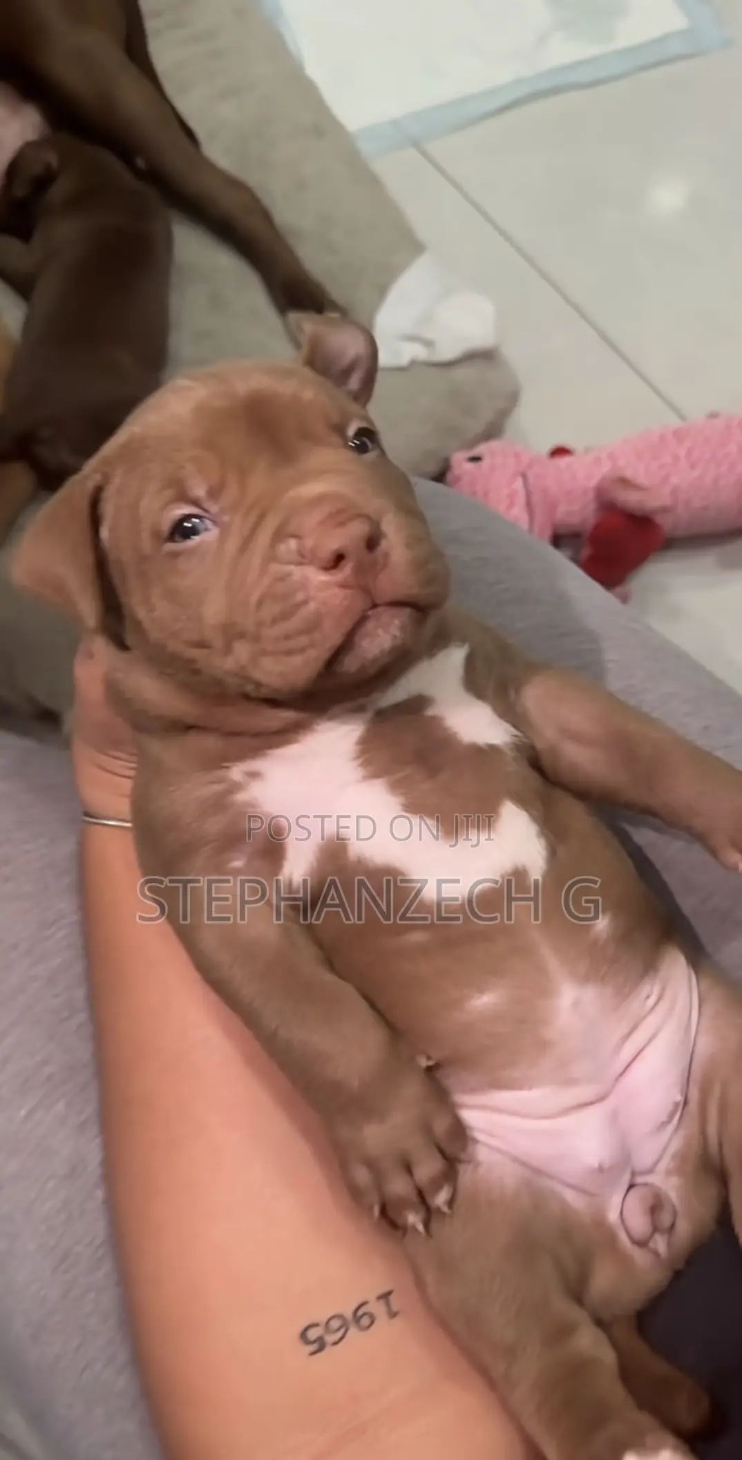 1-3 months Female Purebred American Bully