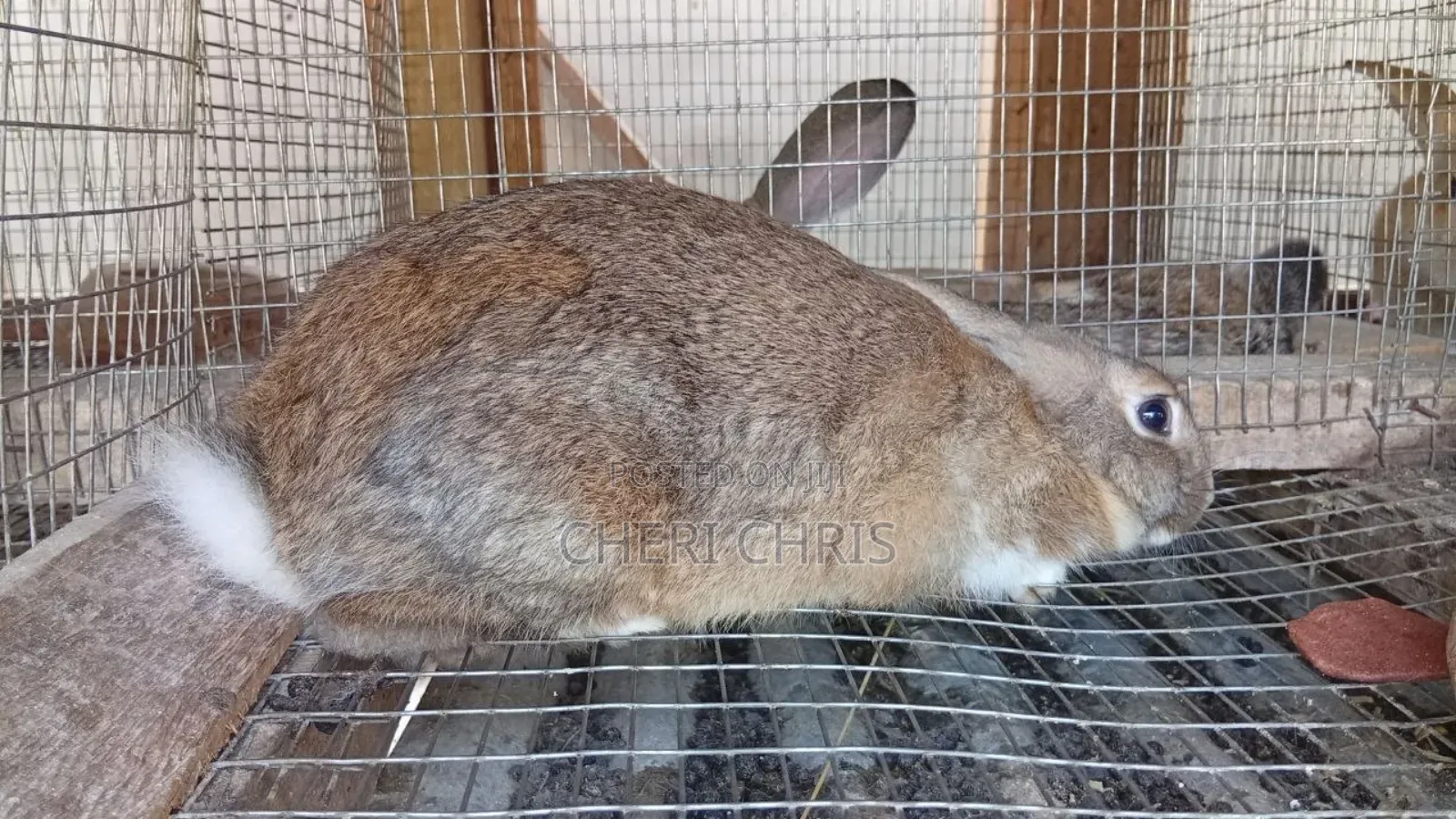 High Giant Breed Rabbits Available
