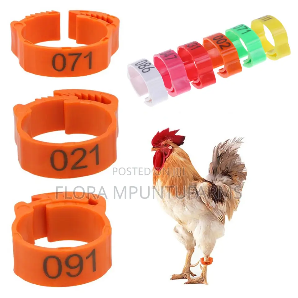 Chicken Leg Tags
