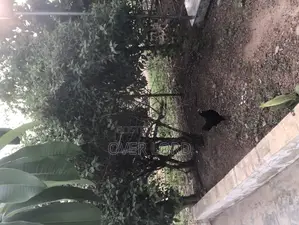 Local Chickens