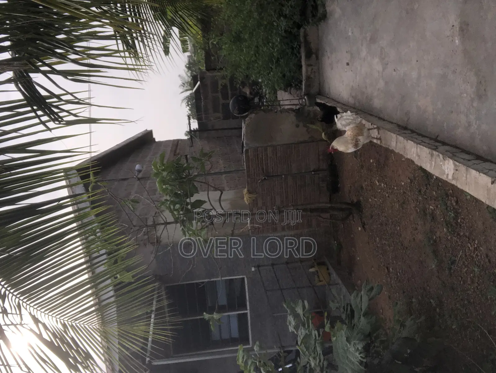 Local Chickens