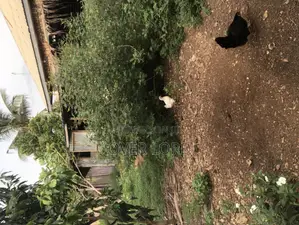 Local Chickens