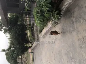 Local Chickens