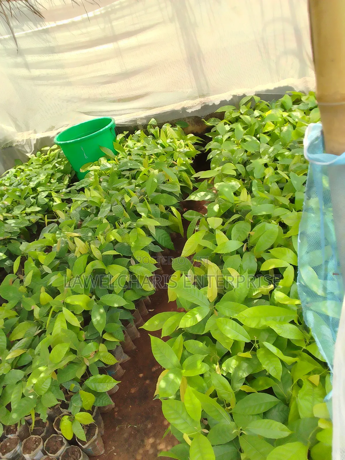 Hybrid Cocoa Seedlings For Sale