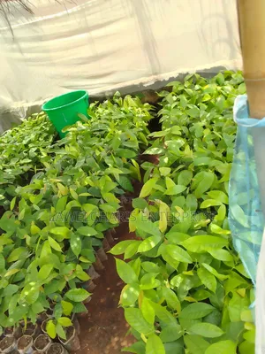 Hybrid Cocoa Seedlings For Sale