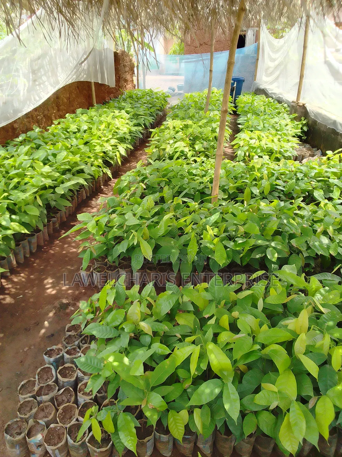 Hybrid Cocoa Seedlings For Sale