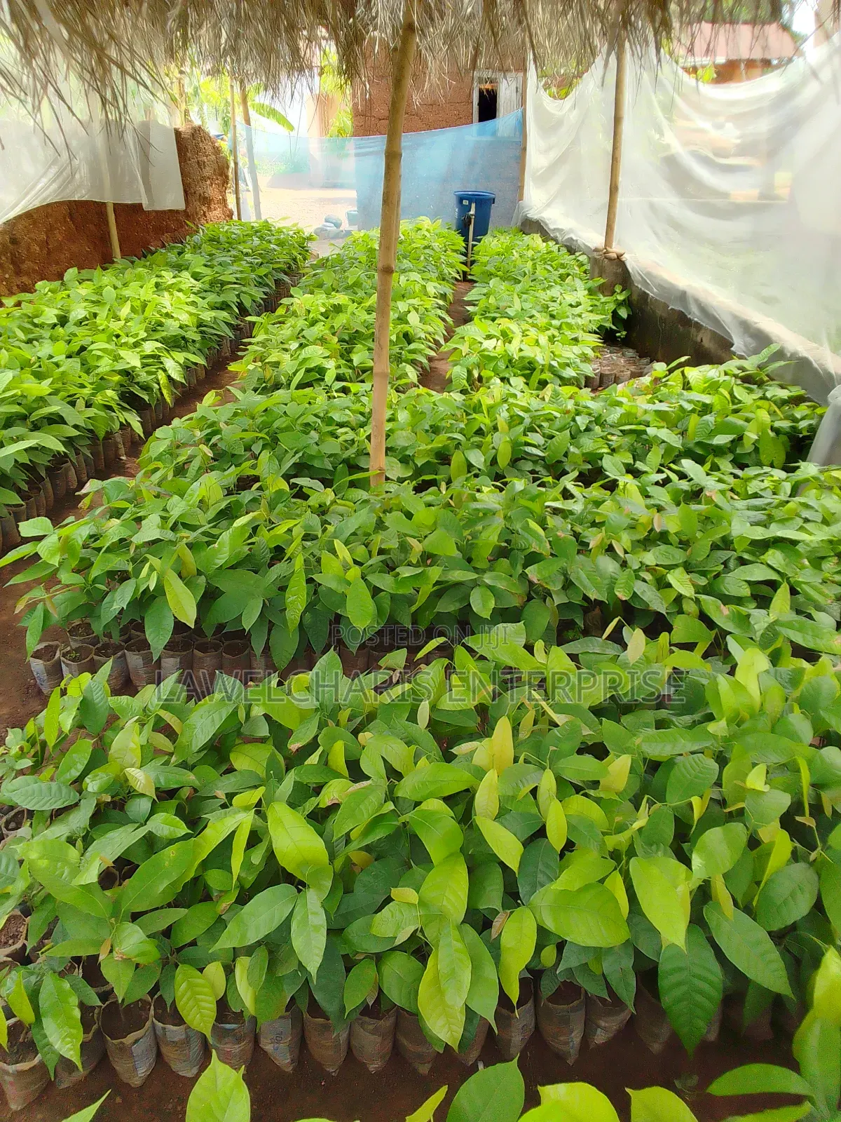 Hybrid Cocoa Seedlings For Sale