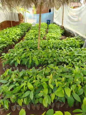 Hybrid Cocoa Seedlings For Sale