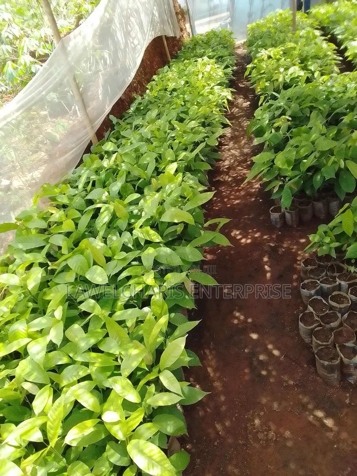 Hybrid Cocoa Seedlings For Sale