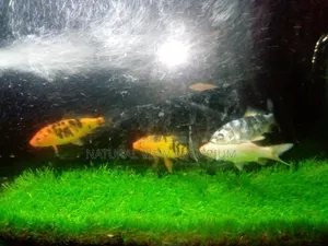 Aquarium Fish