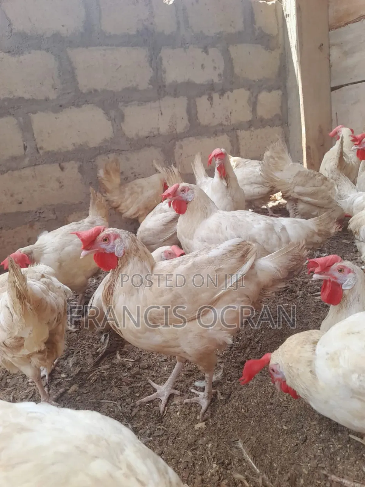 Birds for Sale
