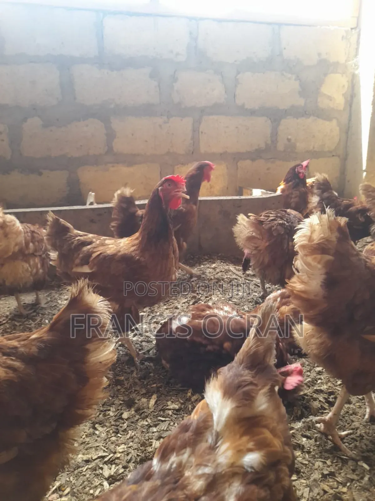 Birds for Sale