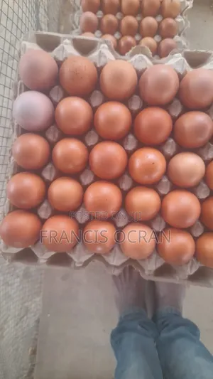 Eggs for Sale