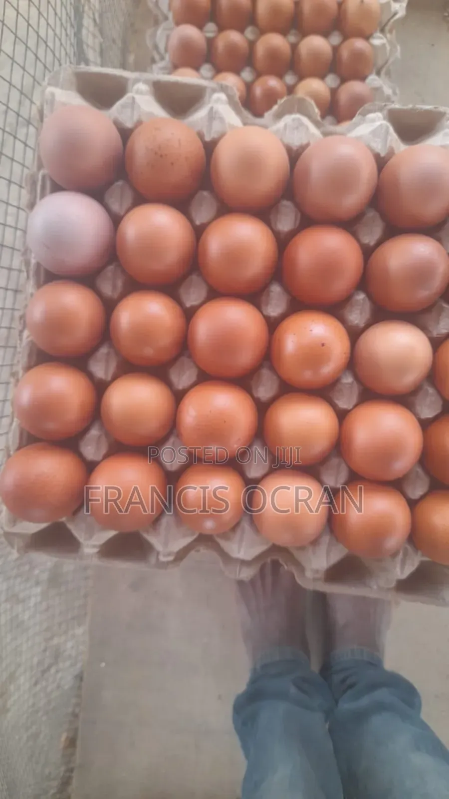 Eggs for Sale