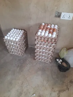 Eggs for Sale