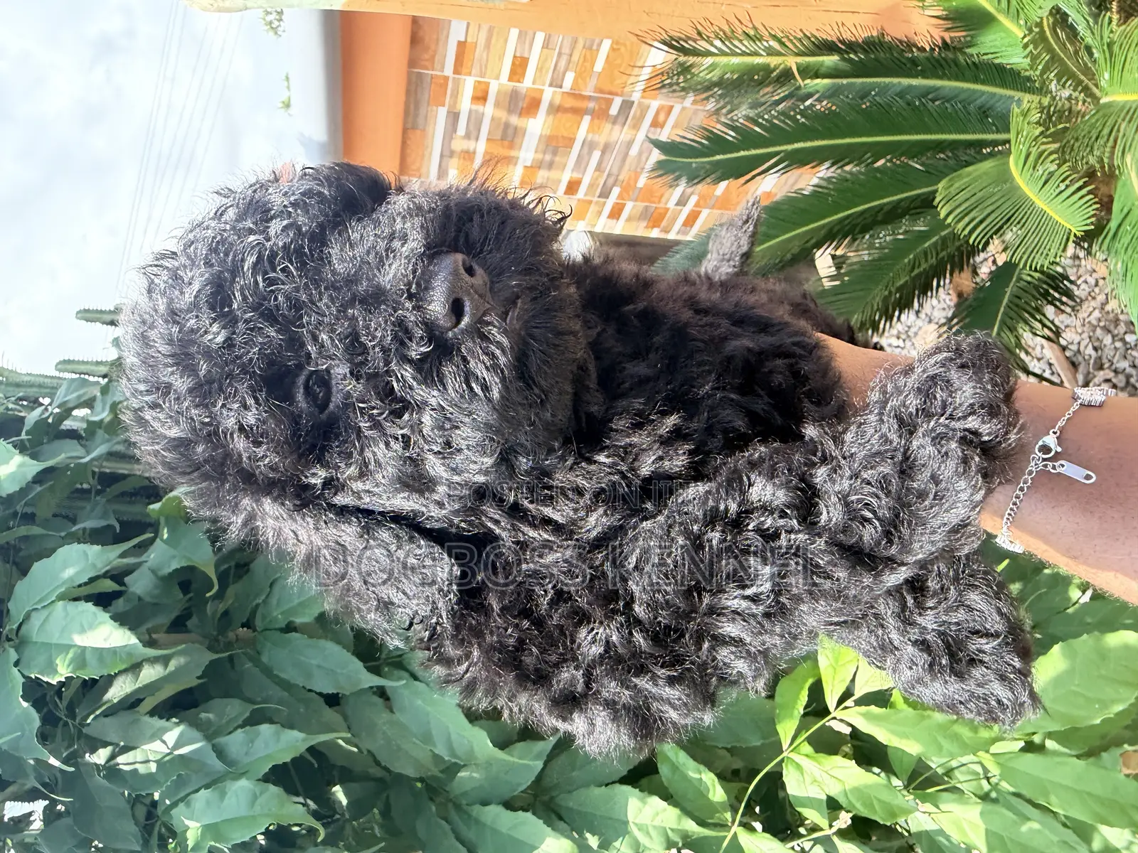 1-3 months Male Purebred Poodle