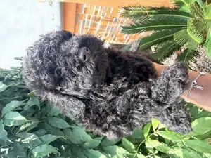 1-3 months Male Purebred Poodle