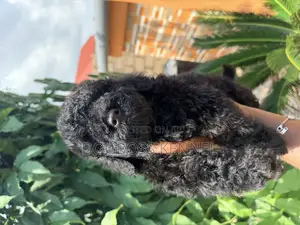 1-3 months Male Purebred Poodle