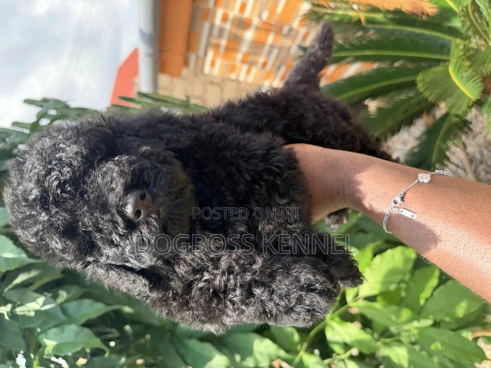 1-3 months Male Purebred Poodle