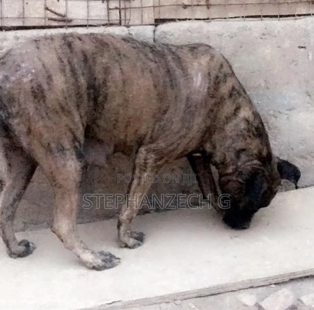 1+ year Female Mixed Breed Boerboel