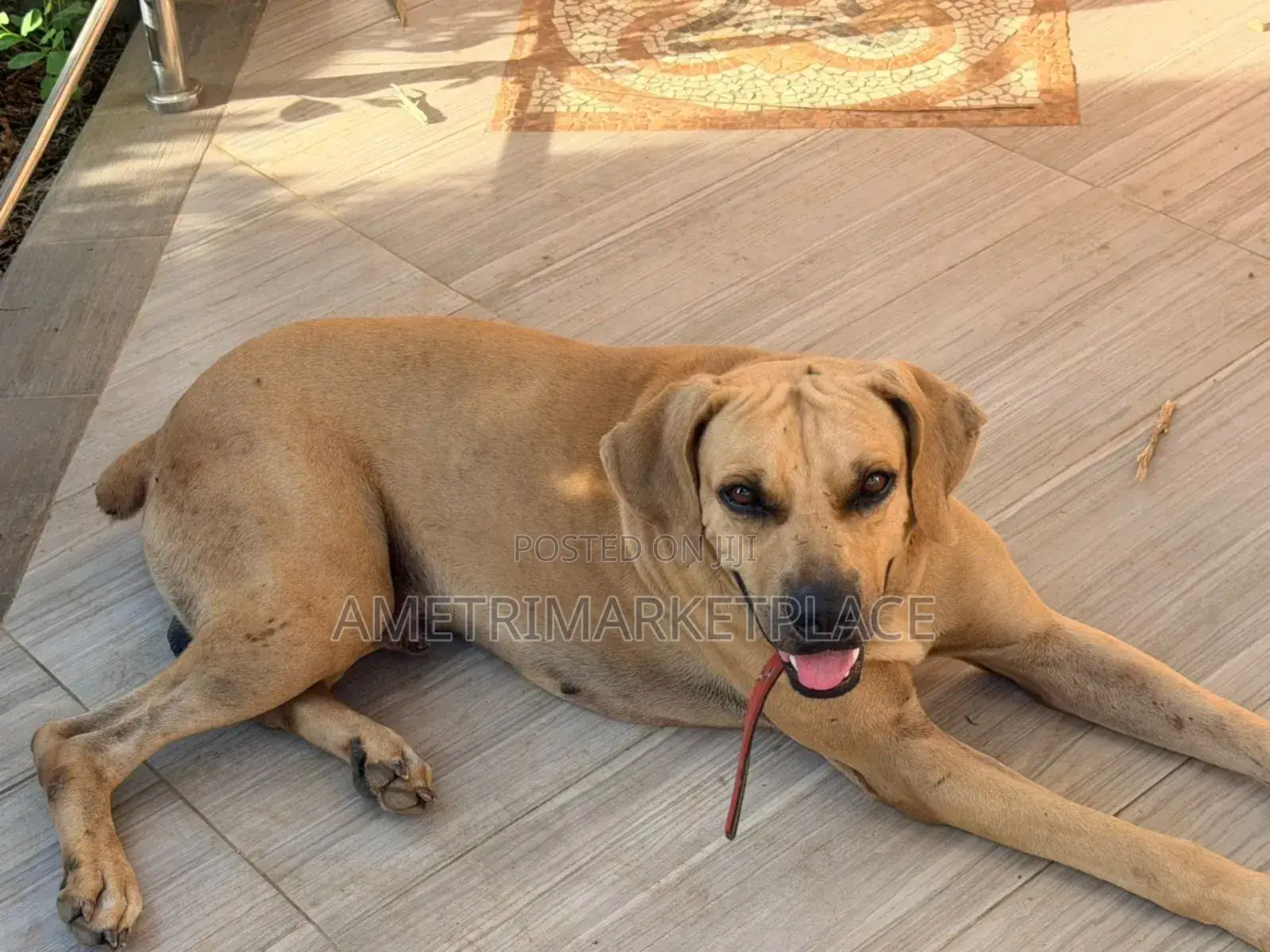 1+ year Male Purebred Boerboel