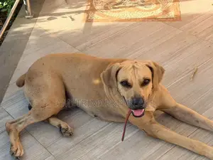 1+ year Male Purebred Boerboel