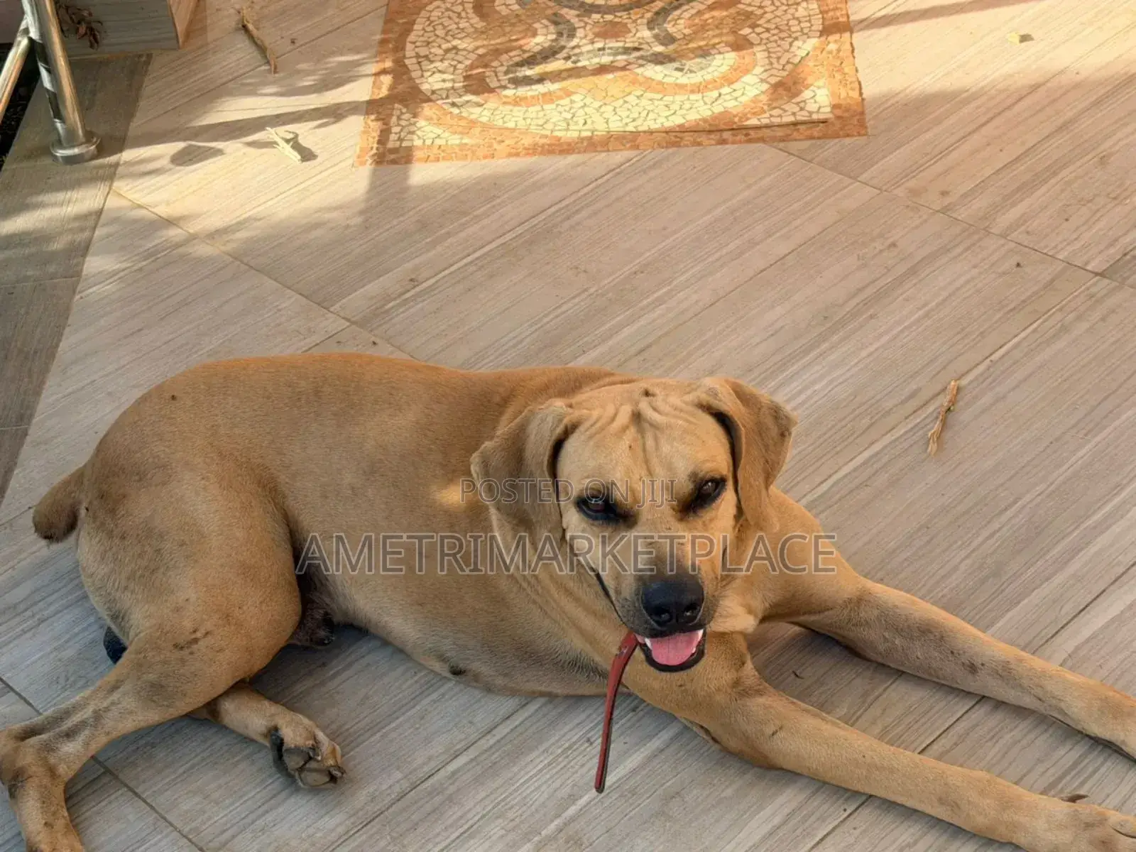 1+ year Male Purebred Boerboel