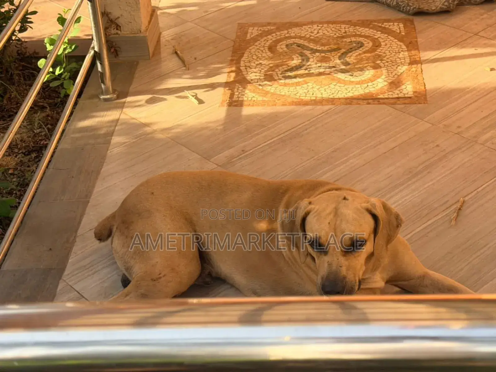 1+ year Male Purebred Boerboel