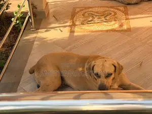 1+ year Male Purebred Boerboel