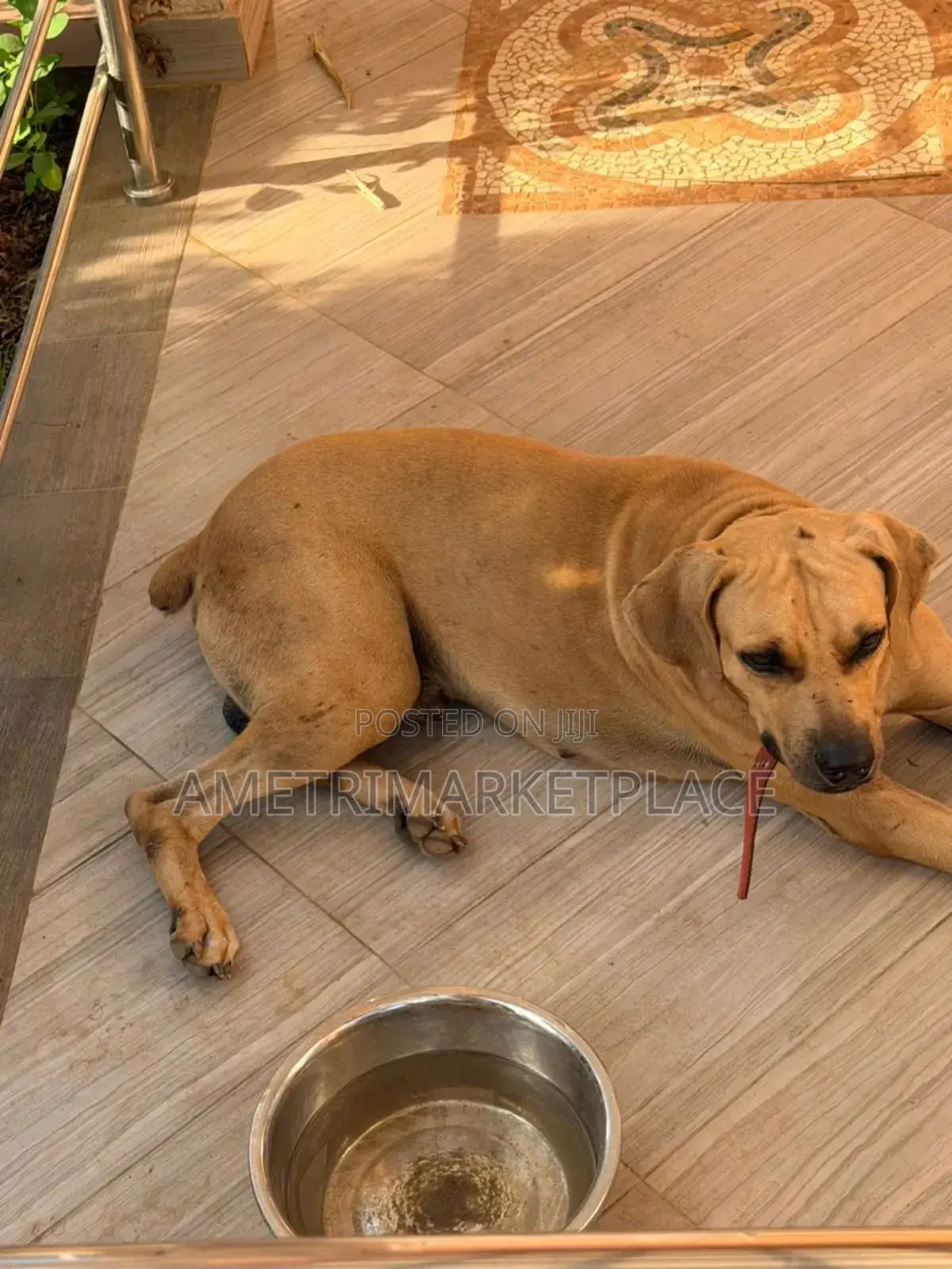 1+ year Male Purebred Boerboel
