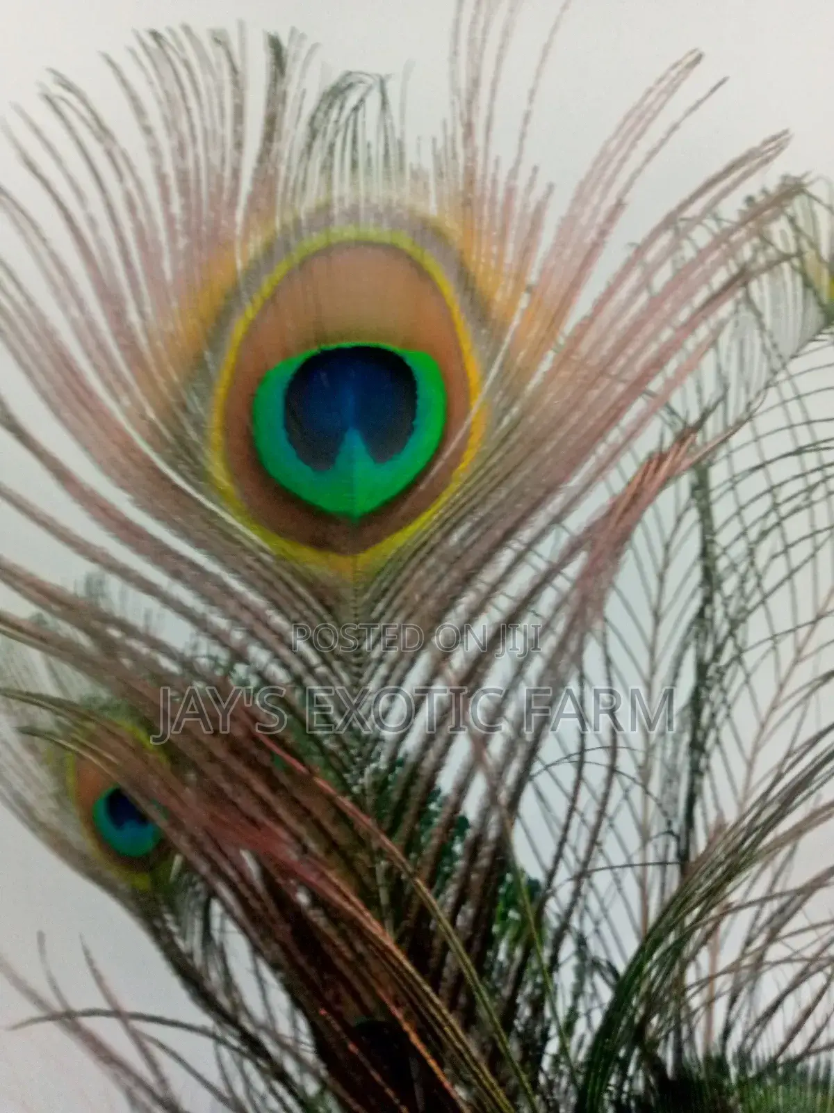 Natural Peacock Feathers for Sale