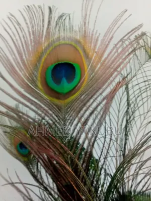 Natural Peacock Feathers for Sale