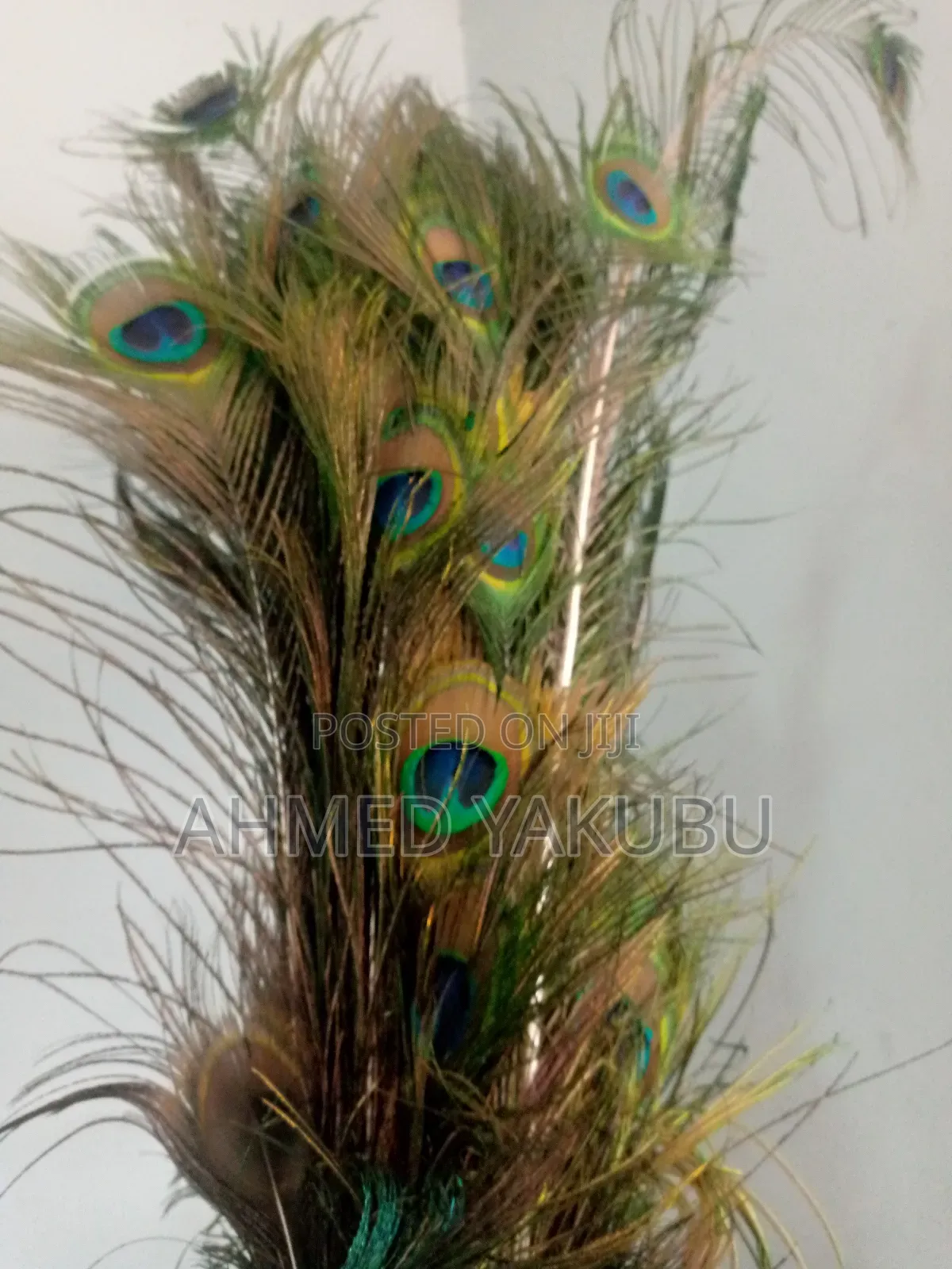 Natural Peacock Feathers for Sale