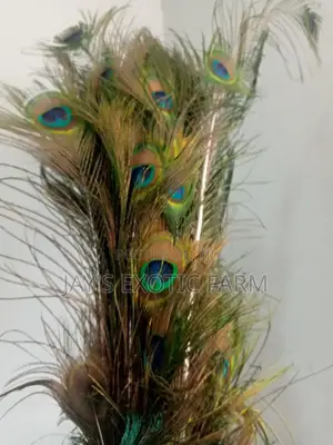 Natural Peacock Feathers for Sale