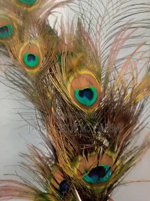 Natural Peacock Feathers for Sale