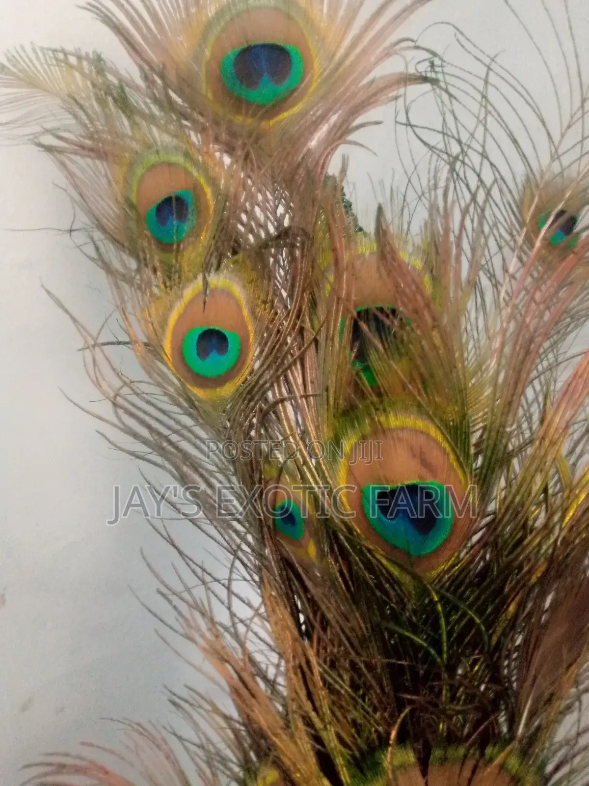 Natural Peacock Feathers for Sale