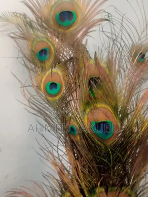 Natural Peacock Feathers for Sale