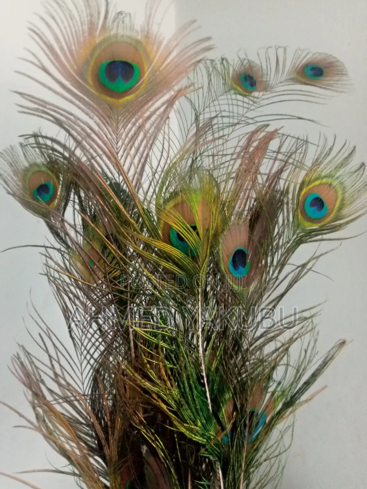 Natural Peacock Feathers for Sale